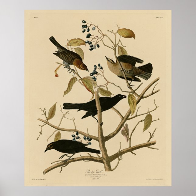 Póster Rusty Grakle (Grackle) Aves de América de Audubon (Frente)
