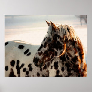 Póster Rusty the Appaloosa