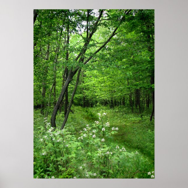 Póster Ruta de Woodland (Frente)