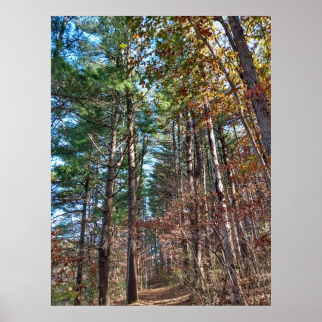 Póster Ruta del bosque (Frente)