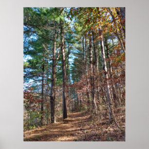 Póster Ruta del bosque