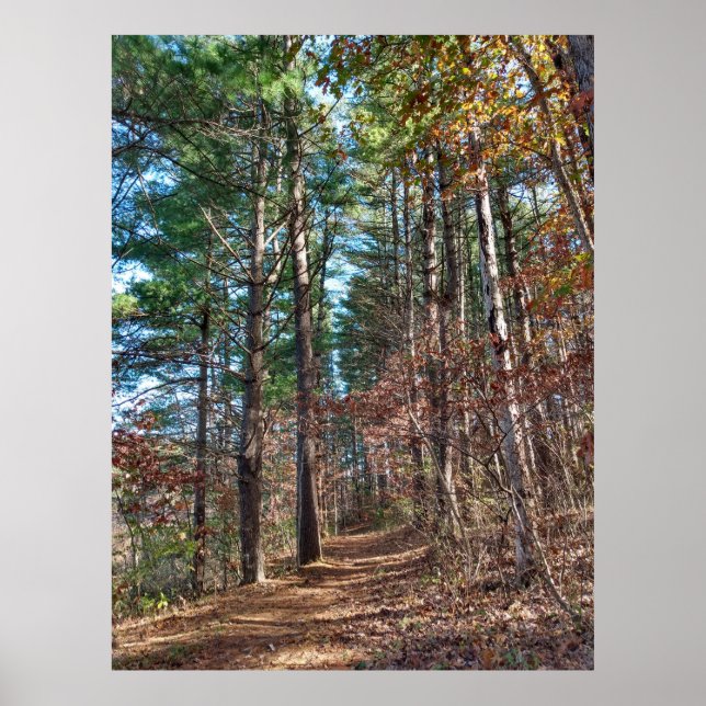 Póster Ruta del bosque (Frente)