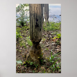 Póster Ruta del castor del Metropark de Oakwoods