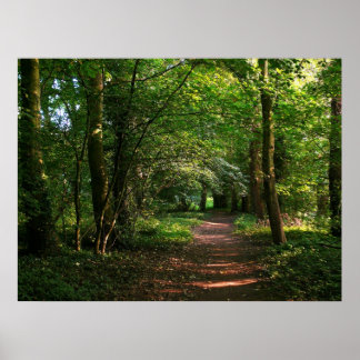 Póster Ruta en el bosque