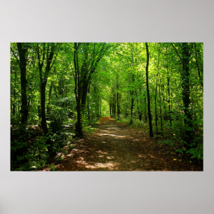 Póster Ruta forestal encantada 5