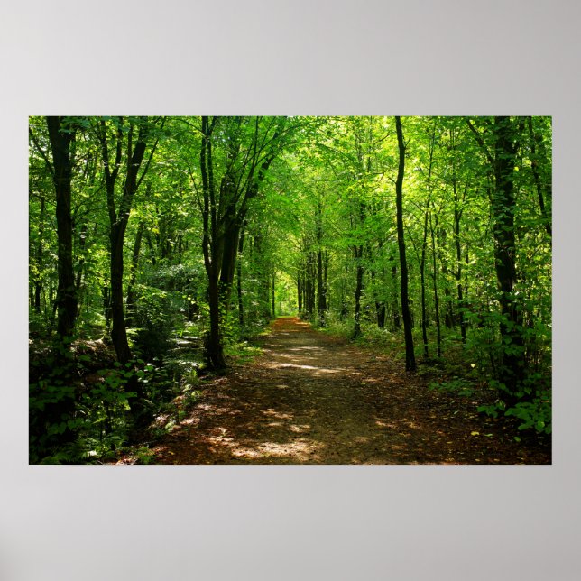 Póster Ruta forestal encantada 5 (Frente)