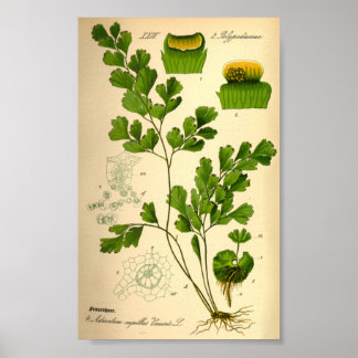 Póster S. Maidenhair Fern (Adiantum capillus-veneris)