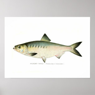 Póster Sábalo de nuez dura