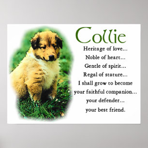 Póster Sable Collie Gifts