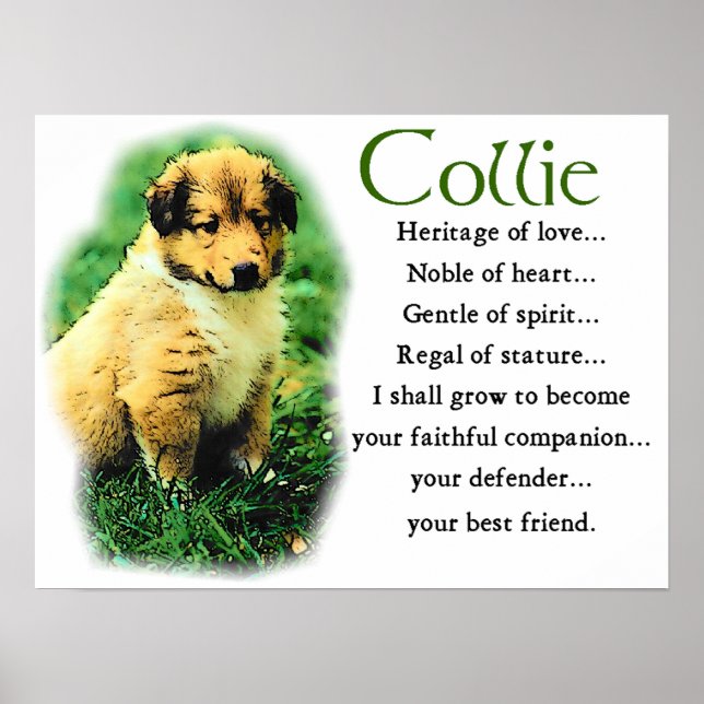 Póster Sable Collie Gifts (Frente)