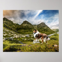 Póster Sable Rough Collie y ovejas de rebaño de cordero -