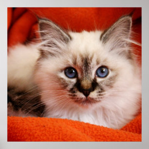 Póster Sacred Birman Kitten