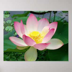 Póster "Sacred Lotus"