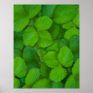 Póster Sacro Basil Hojas de la Moneda Verde de Tulsi