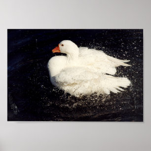 Póster Sacudida del pato