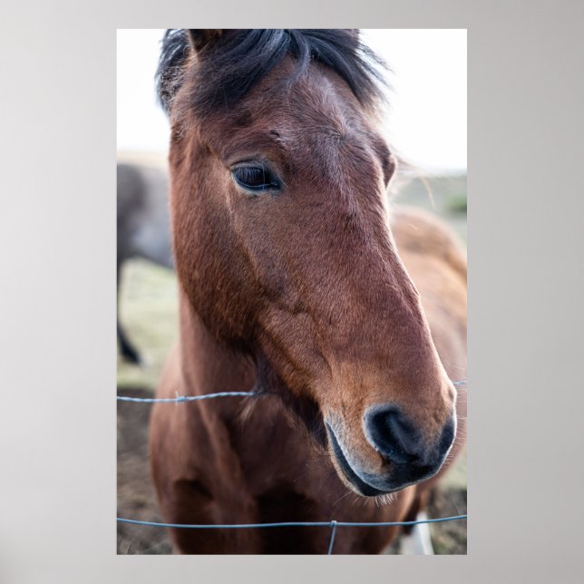 PÓSTER SAD HORSE (Frente)