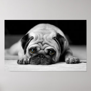 Póster Sad Pug