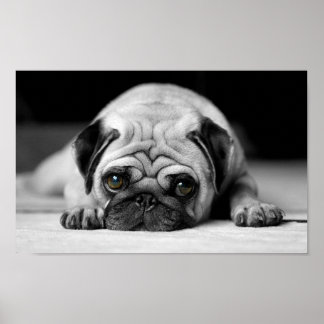 Póster Sad Pug