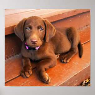 Póster Sadie el labrador del chocolate