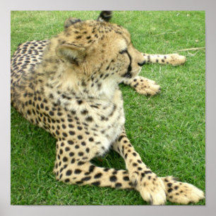 Póster Safari África Adorable Cargo de gato lindo Mod Che