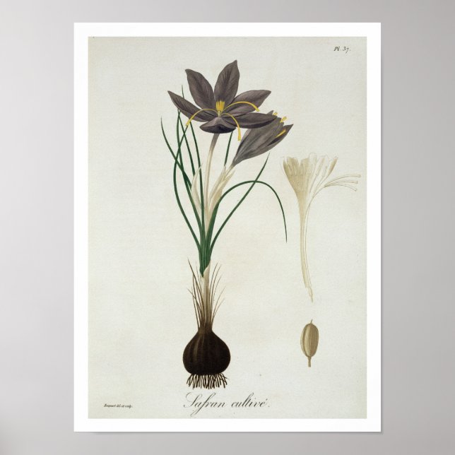 Póster Saffron Crocus de 'Phytographie Medicale' de Jos (Frente)