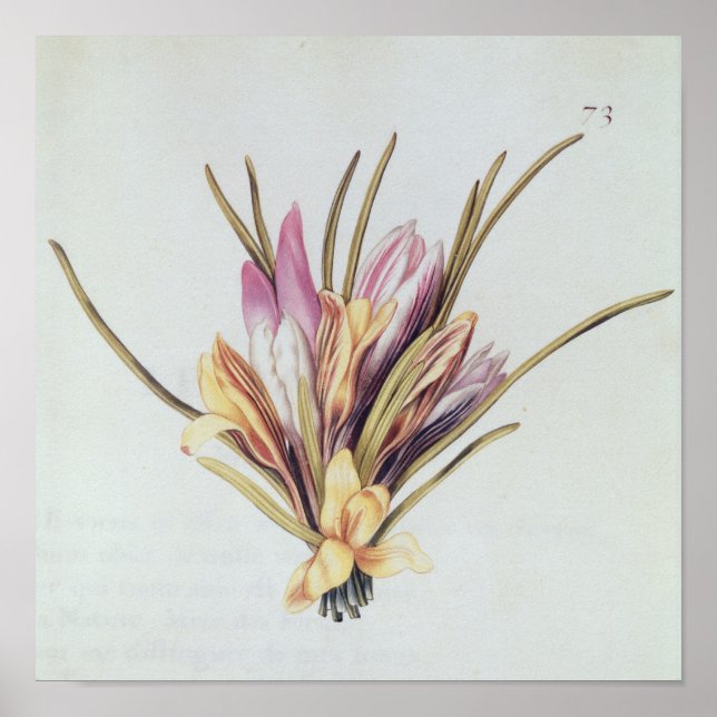 Póster Saffron or Crocus, from 'La Guirlande de Julie' (Frente)