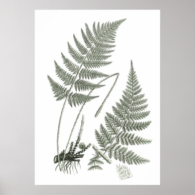Póster Sage Green Fern print n. º 10 Botanical Wall Art (Frente)