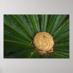 Póster Sago Palm Canvas o Poster