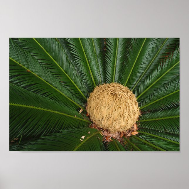 Póster Sago Palm Canvas o Poster (Frente)