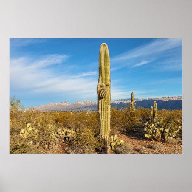 Póster Saguaro (Frente)