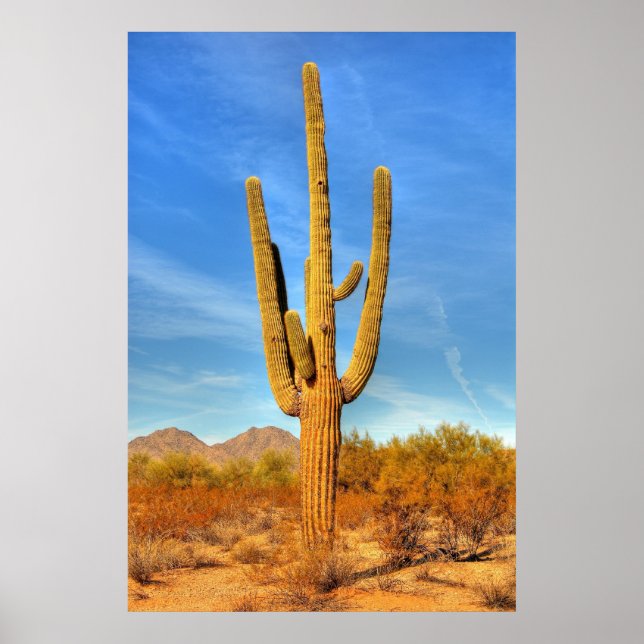 Póster Saguaro (Frente)