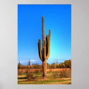 Póster Saguaro