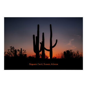 Póster Saguaro Cacti al atardecer
