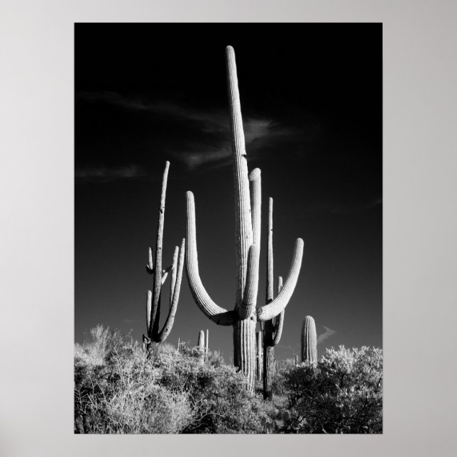 Póster Saguaro Cactus (Frente)