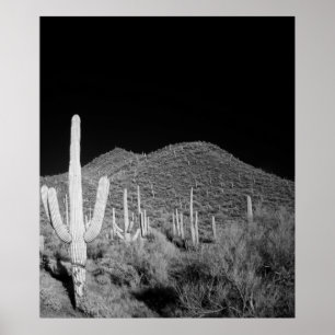 Póster Saguaro Cactus