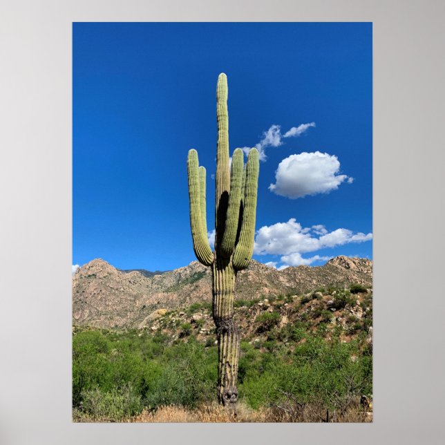 Póster Saguaro Cactus Blue Skies Arizona Foto (Frente)