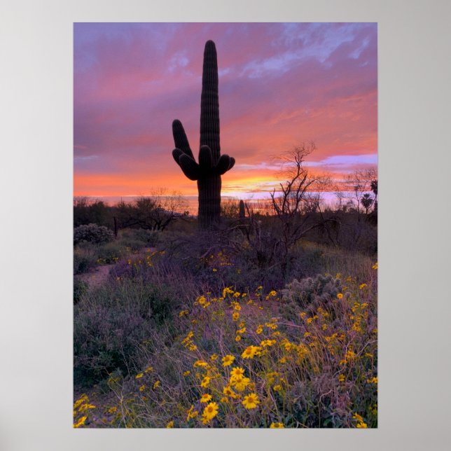 Póster Saguaro Cactus Sunset Arizona Foto (Frente)
