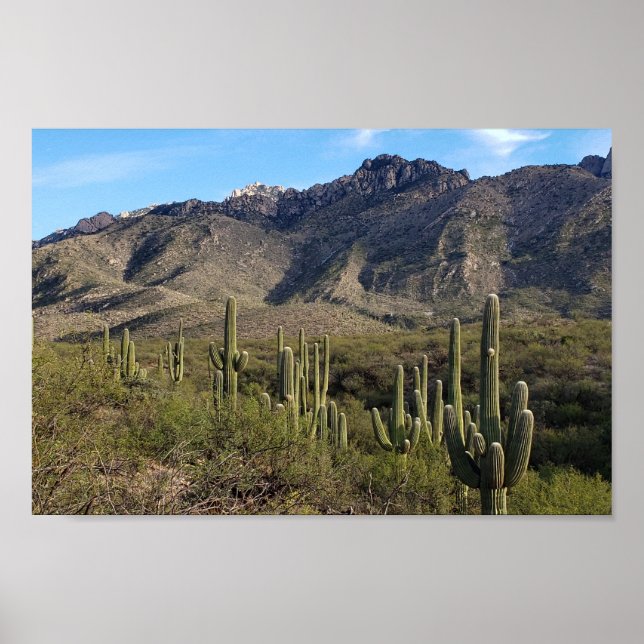 Póster Saguaro Cactus y Catalina, Tucson AZ (Frente)