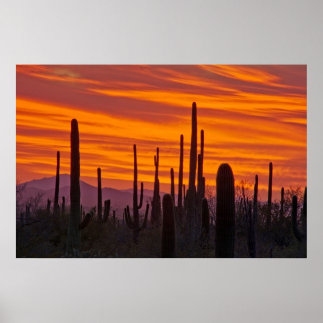 Póster Saguaro, puesta de sol, Parque Nacional Saguaro (Frente)