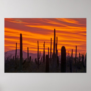 Póster Saguaro, puesta del sol, Parque Nacional Saguaro