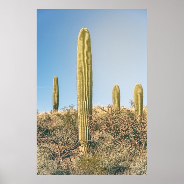 Póster Saguaros  (Frente)