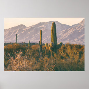 Póster Saguaros