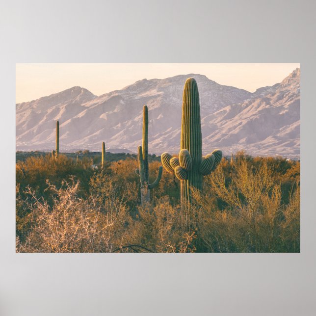 Póster Saguaros  (Frente)