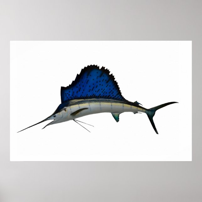 Póster Sailfish (Frente)