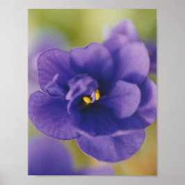 Póster Saintpaulia violeta azul africana