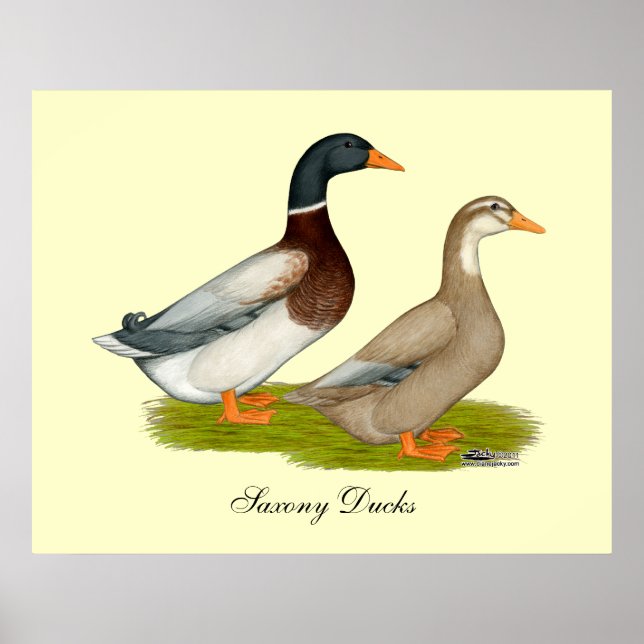 Póster Sajonia Ducks (Frente)
