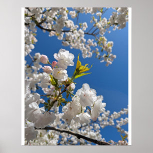 Póster Sakura Blanca H.G.