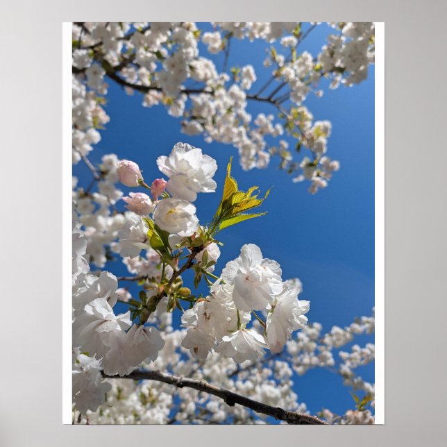 Póster Sakura Blanca H.G. (Frente)