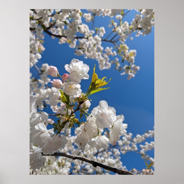 Póster Sakura Blanca H.G. (Frente)