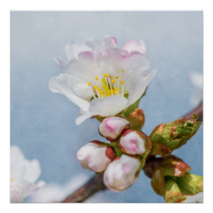 Póster Sakura Blossom